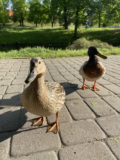 Watch ✨𝓐𝓷𝓪 𝓒𝓱𝓾𝓾 💫𝐹𝑅𝐸𝐸 𝐹𝒮𝐿𝒴 + 𝒪𝐹🔥's leaked NSFW photo on TwXstars