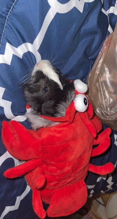 Watch Kylie Fae!! 🥰🥰's leaked NSFW photo on TwXstars