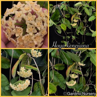 Watch Hoya Plants's leaked NSFW photo on TwXstars