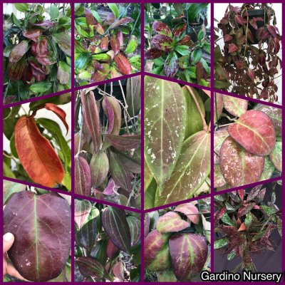 Watch Hoya Plants's leaked NSFW photo on TwXstars