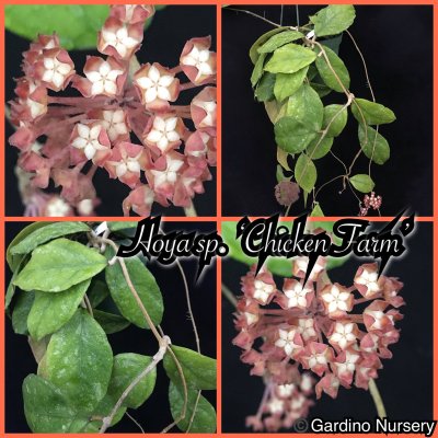 Watch Hoya Plants's leaked NSFW photo on TwXstars