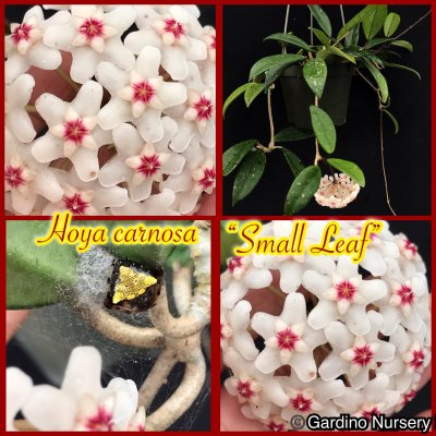 Watch Hoya Plants's leaked NSFW photo on TwXstars