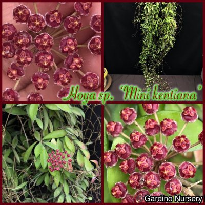 Watch Hoya Plants's leaked NSFW photo on TwXstars