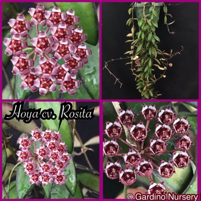 Watch Hoya Plants's leaked NSFW photo on TwXstars