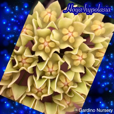 Watch Hoya Plants's leaked NSFW photo on TwXstars