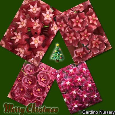 Watch Hoya Plants's leaked NSFW photo on TwXstars