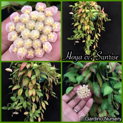 Watch Hoya Plants's leaked NSFW photo on TwXstars