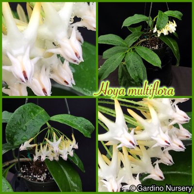 Watch Hoya Plants's leaked NSFW photo on TwXstars