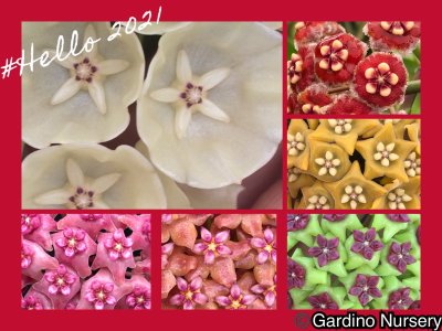 Watch Hoya Plants's leaked NSFW photo on TwXstars