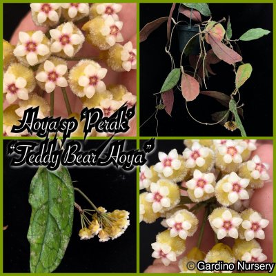 Watch Hoya Plants's leaked NSFW photo on TwXstars