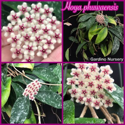 Watch Hoya Plants's leaked NSFW photo on TwXstars