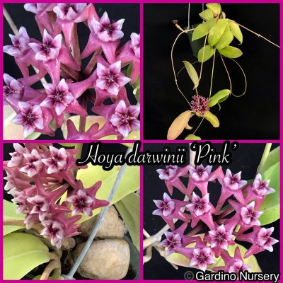 Watch Hoya Plants's leaked NSFW photo on TwXstars