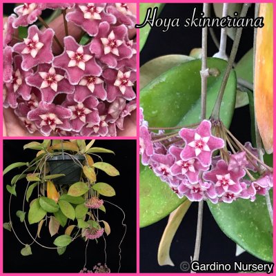 Watch Hoya Plants's leaked NSFW photo on TwXstars