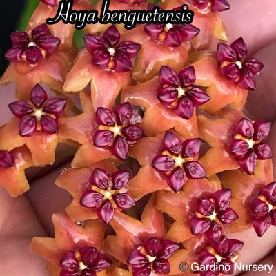 Watch Hoya Plants's leaked NSFW photo on TwXstars