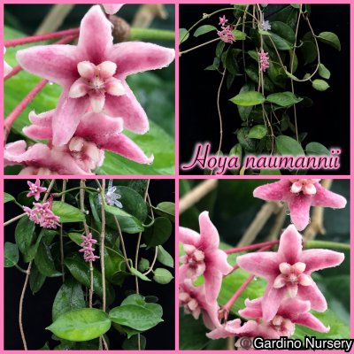 Watch Hoya Plants's leaked NSFW photo on TwXstars