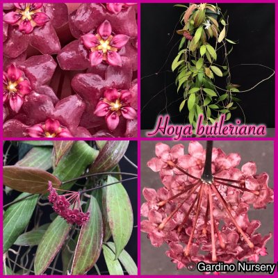 Watch Hoya Plants's leaked NSFW photo on TwXstars