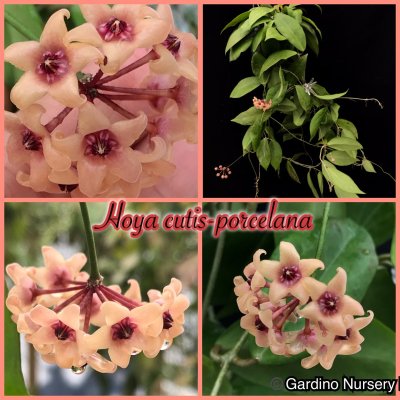 Watch Hoya Plants's leaked NSFW photo on TwXstars