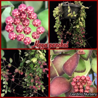 Watch Hoya Plants's leaked NSFW photo on TwXstars