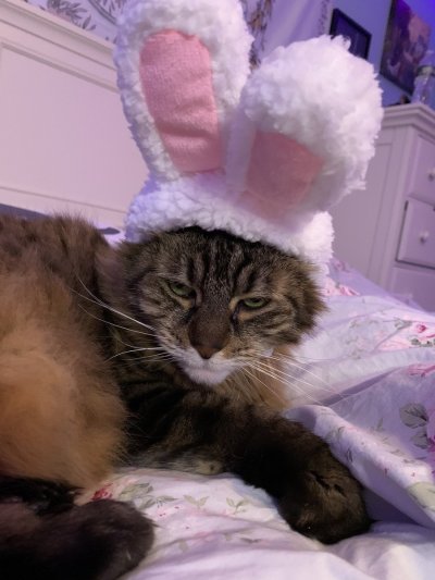 Watch ohKayBunny's leaked NSFW photo on TwXstars