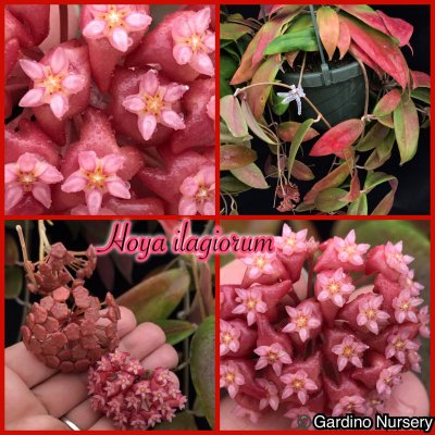 Watch Hoya Plants's leaked NSFW photo on TwXstars