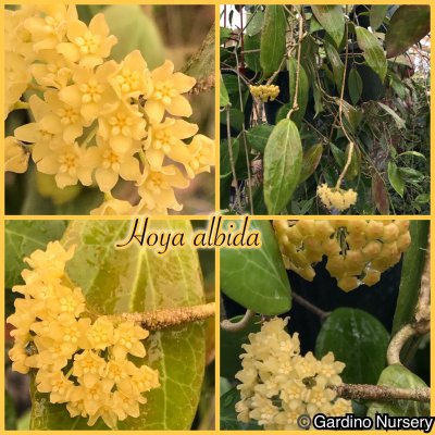 Watch Hoya Plants's leaked NSFW photo on TwXstars