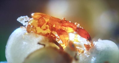 Watch Vex Ashley 🩸's leaked NSFW photo on TwXstars