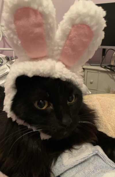 Watch ohKayBunny's leaked NSFW photo on TwXstars