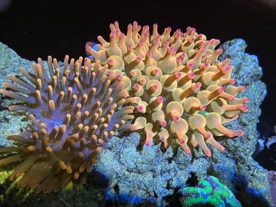 Watch Sarina Desiree's leaked NSFW photo on TwXstars