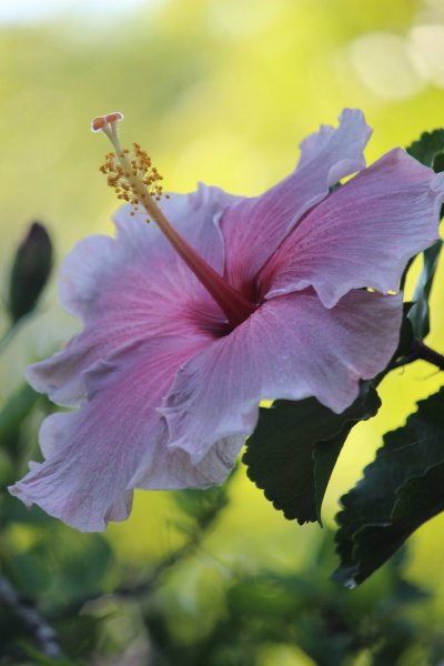 Watch 𝕯𝖆𝖎𝖘𝖞 𝕱𝖚𝖊𝖓𝖙𝖊𝖘 🥀's leaked NSFW photo on TwXstars