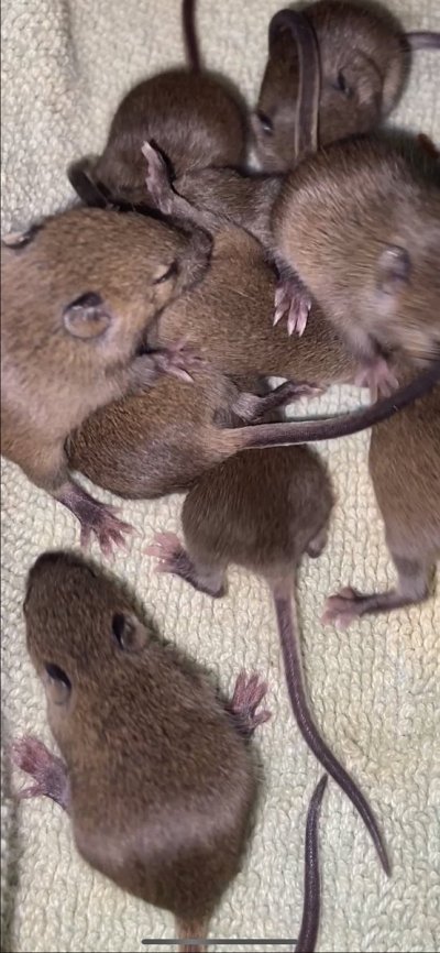 Watch 𝐹𝑒𝓂𝒹𝑜𝓂𝑜𝓂𝓂𝓎's leaked NSFW photo on TwXstars