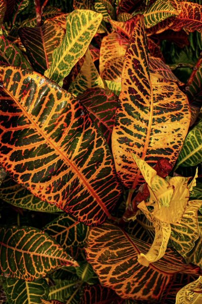 Watch Mental's leaked NSFW photo on TwXstars