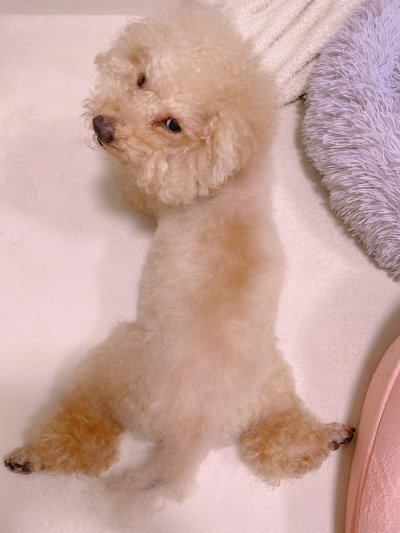 Watch ♥︎official_Hitomi♥︎'s leaked NSFW photo on TwXstars