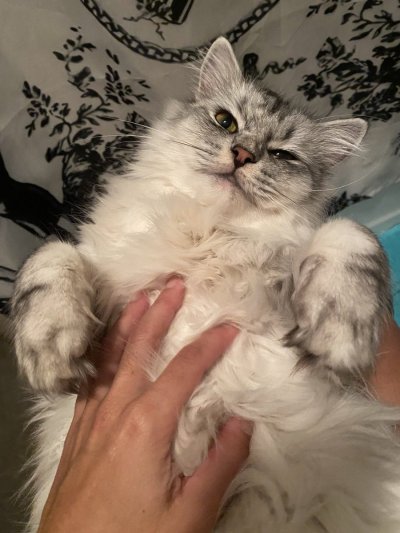 Watch The 1 & Only Enchantress Sahrye Booking FetCon 25's leaked NSFW photo on TwXstars