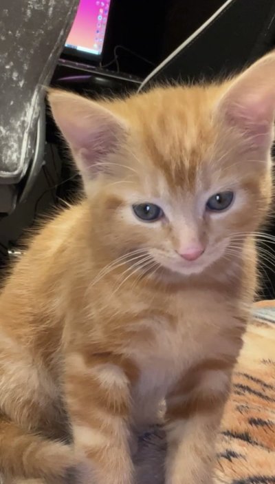 Watch Laura Bianca 🦋's leaked NSFW photo on TwXstars