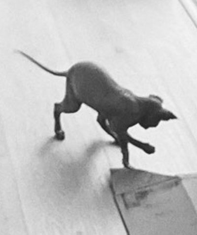 Watch Lauren Summer's leaked NSFW photo on TwXstars