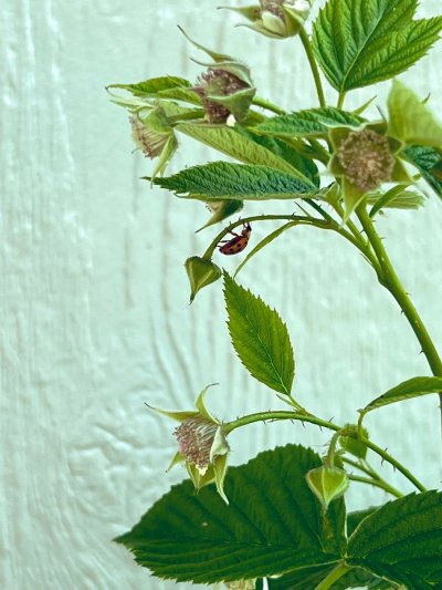 Watch Evelyn Claire's leaked NSFW photo on TwXstars