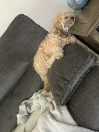 Watch Dillion Harper's leaked NSFW photo on TwXstars