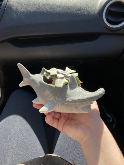 Watch RoseASMR's leaked NSFW photo on TwXstars