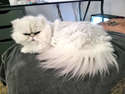 Watch Dee Williams 💕's leaked NSFW photo on TwXstars