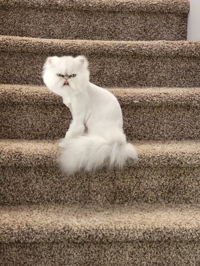 Watch Dee Williams 💕's leaked NSFW photo on TwXstars