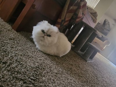 Watch Dee Williams 💕's leaked NSFW photo on TwXstars