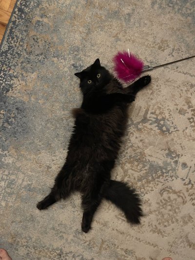 Watch Bonjour Boudoir's leaked NSFW photo on TwXstars