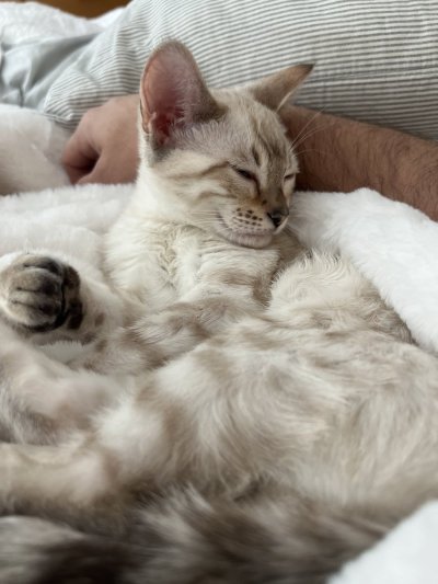 Watch ROMANTODD, LLC's leaked NSFW photo on TwXstars