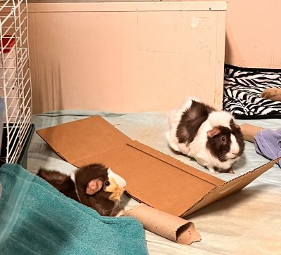 Watch Luna Bright🎈's leaked NSFW photo on TwXstars