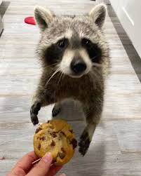 Watch NEVA MOON 🌙💤 | (Petit Secret Agency)'s leaked NSFW photo on TwXstars