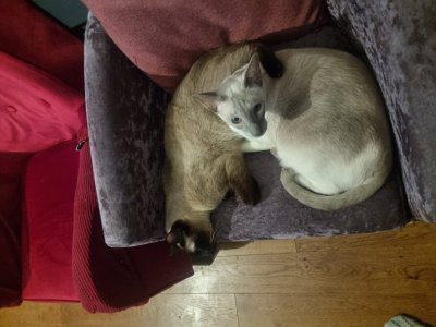 Watch Miss_Zelda's leaked NSFW photo on TwXstars