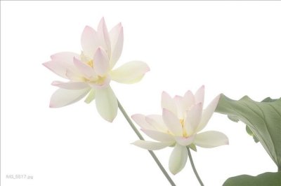 Watch ♩ིྀ's leaked NSFW photo on TwXstars