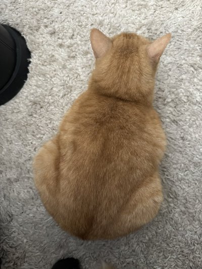 Watch nordlys's leaked NSFW photo on TwXstars