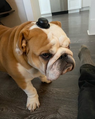 Watch WeRateDogs's leaked NSFW photo on TwXstars