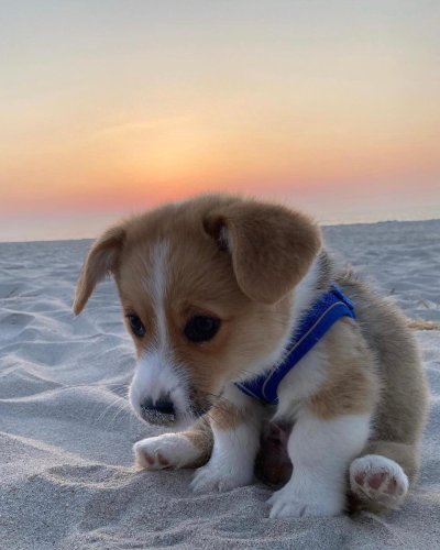 Watch WeRateDogs's leaked NSFW photo on TwXstars